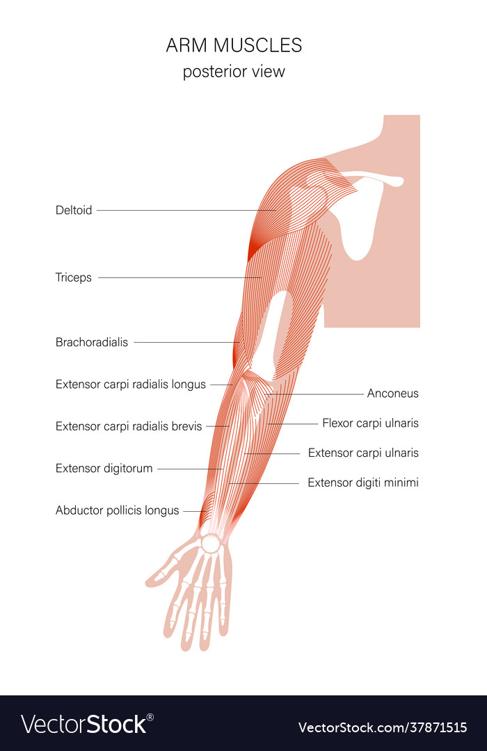 Muscular System Arms Royalty Free Vector Image