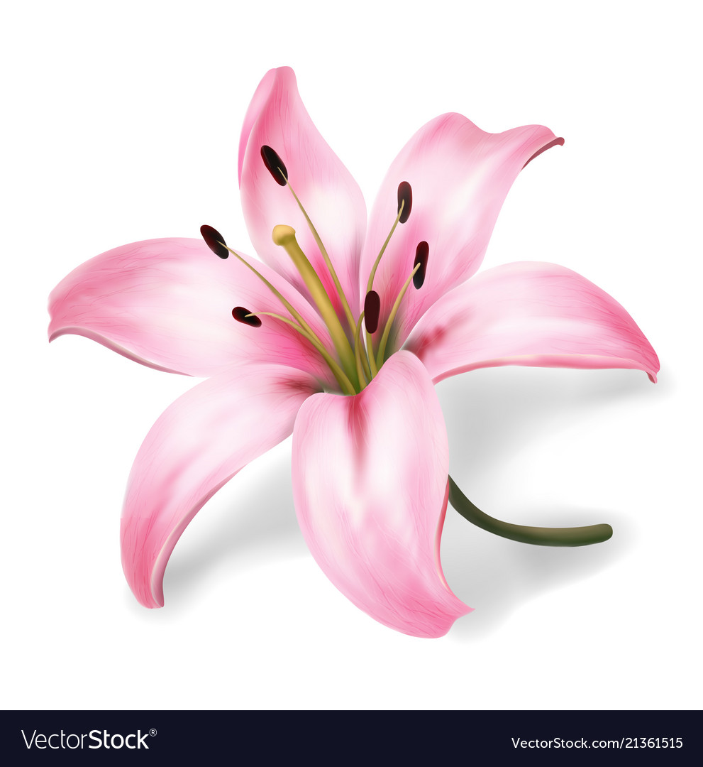 Pink lily flower isolated on white background Vector Image