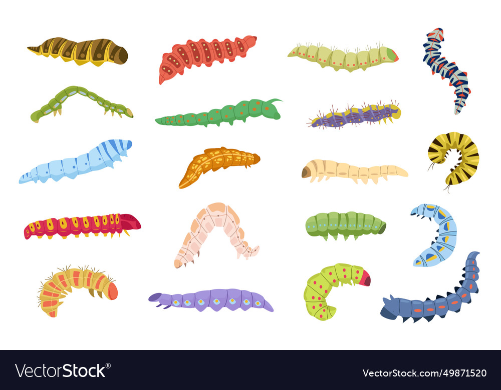 Crawling worms caterpillars grasshopper Royalty Free Vector