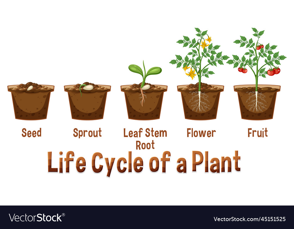 Life cycle of a plant diagram Royalty Free Vector Image