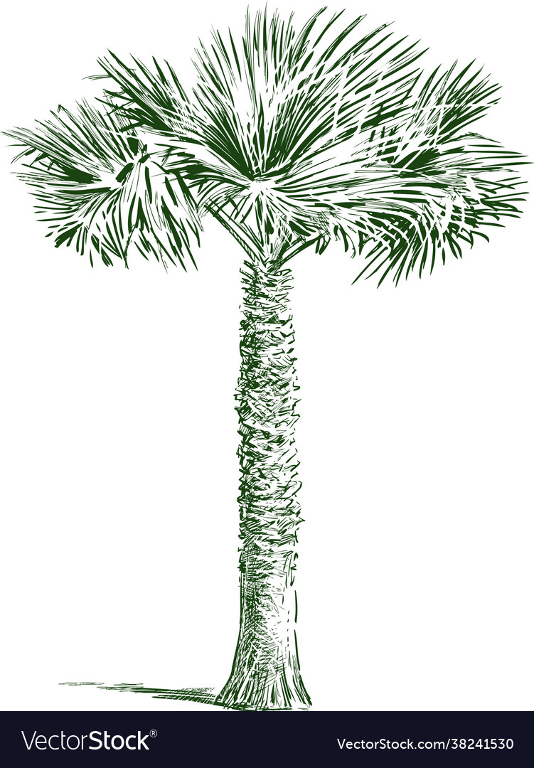 Sketch single tropical palm tree Royalty Free Vector Image