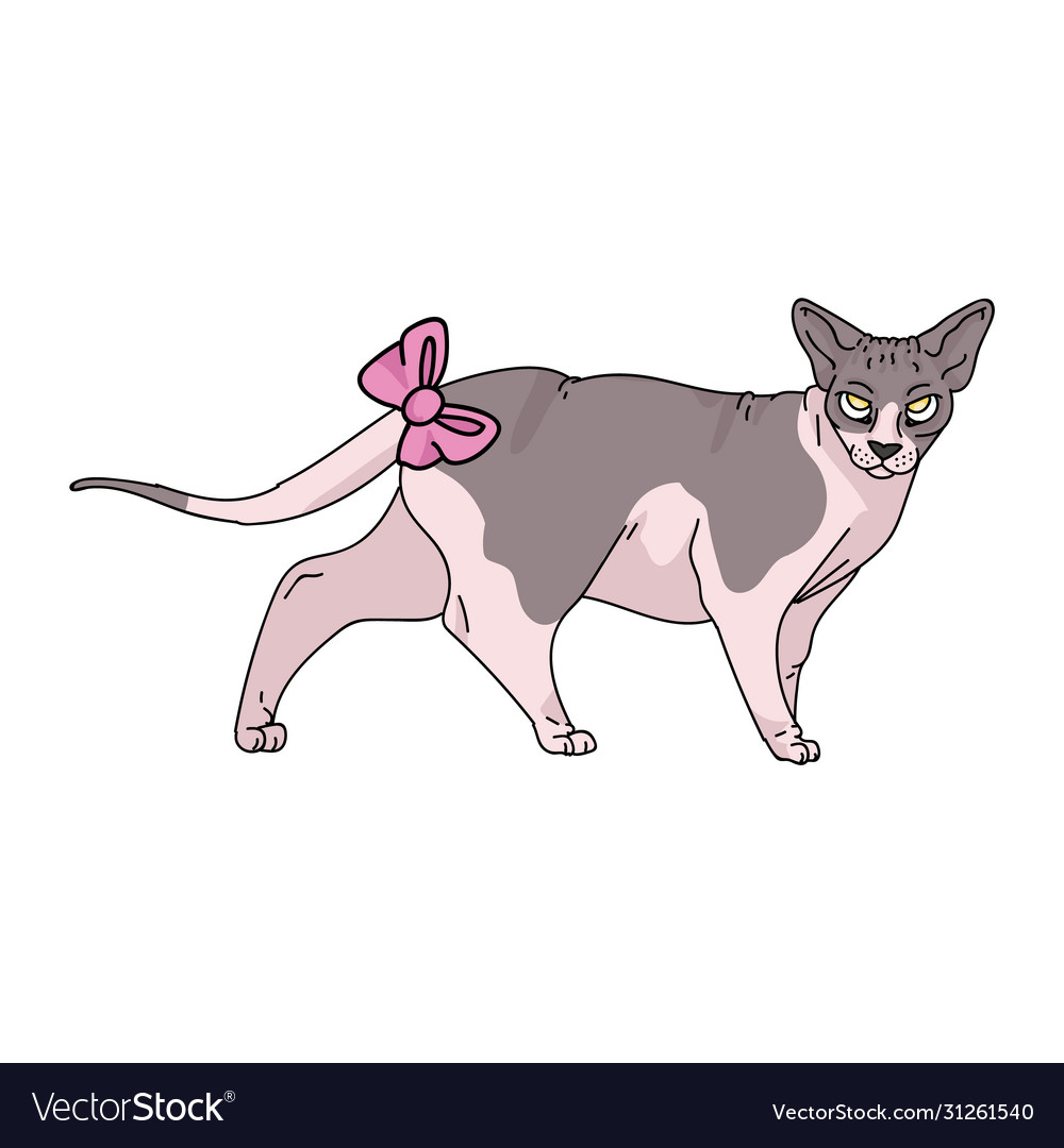 Cute cartoon sphynx cat with pink bow Royalty Free Vector Cute cartoon sphynx cat with pink bow Royalty Free Vector