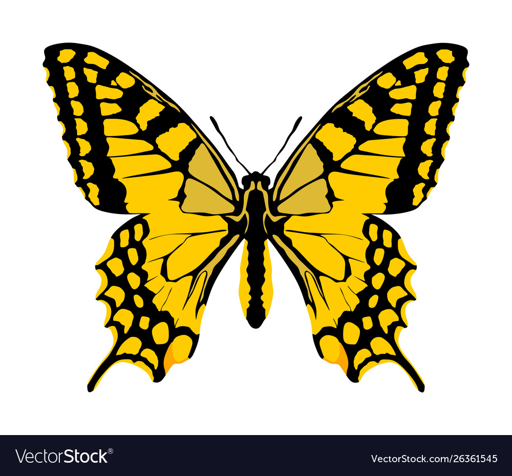 Monarch butterfly isolated Royalty Free Vector Image