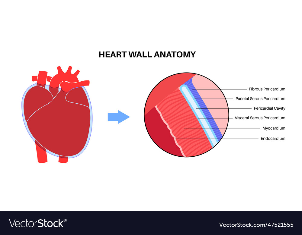 Heart wall anatomy Royalty Free Vector Image - VectorStock