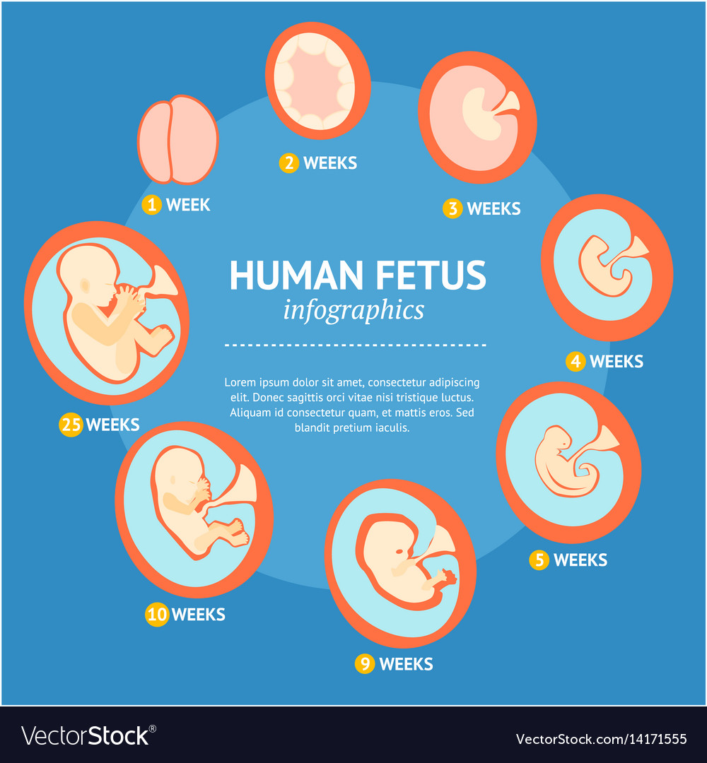 Stages Of Fetal Development Worksheet