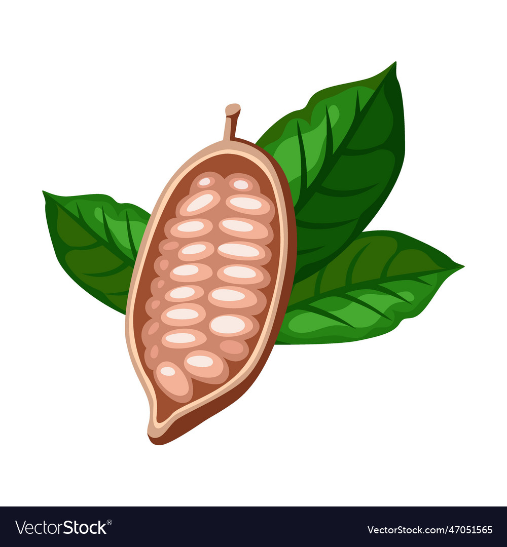 Bean of cocoa tree cartoon cacao Royalty Free Vector Image