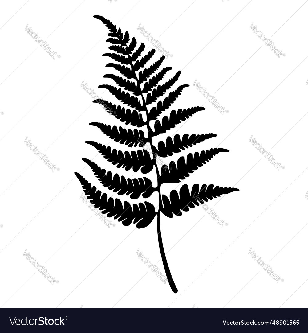 Fern leaf silhouette Royalty Free Vector Image