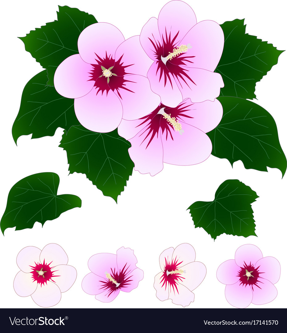 Rose Of Sharon Hibiscus