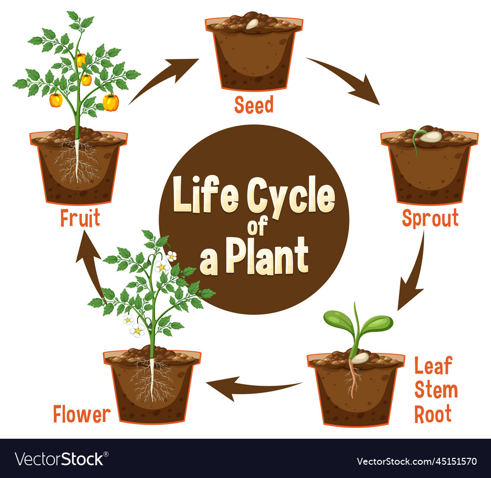 Life cycle of a plant diagram Royalty Free Vector Image