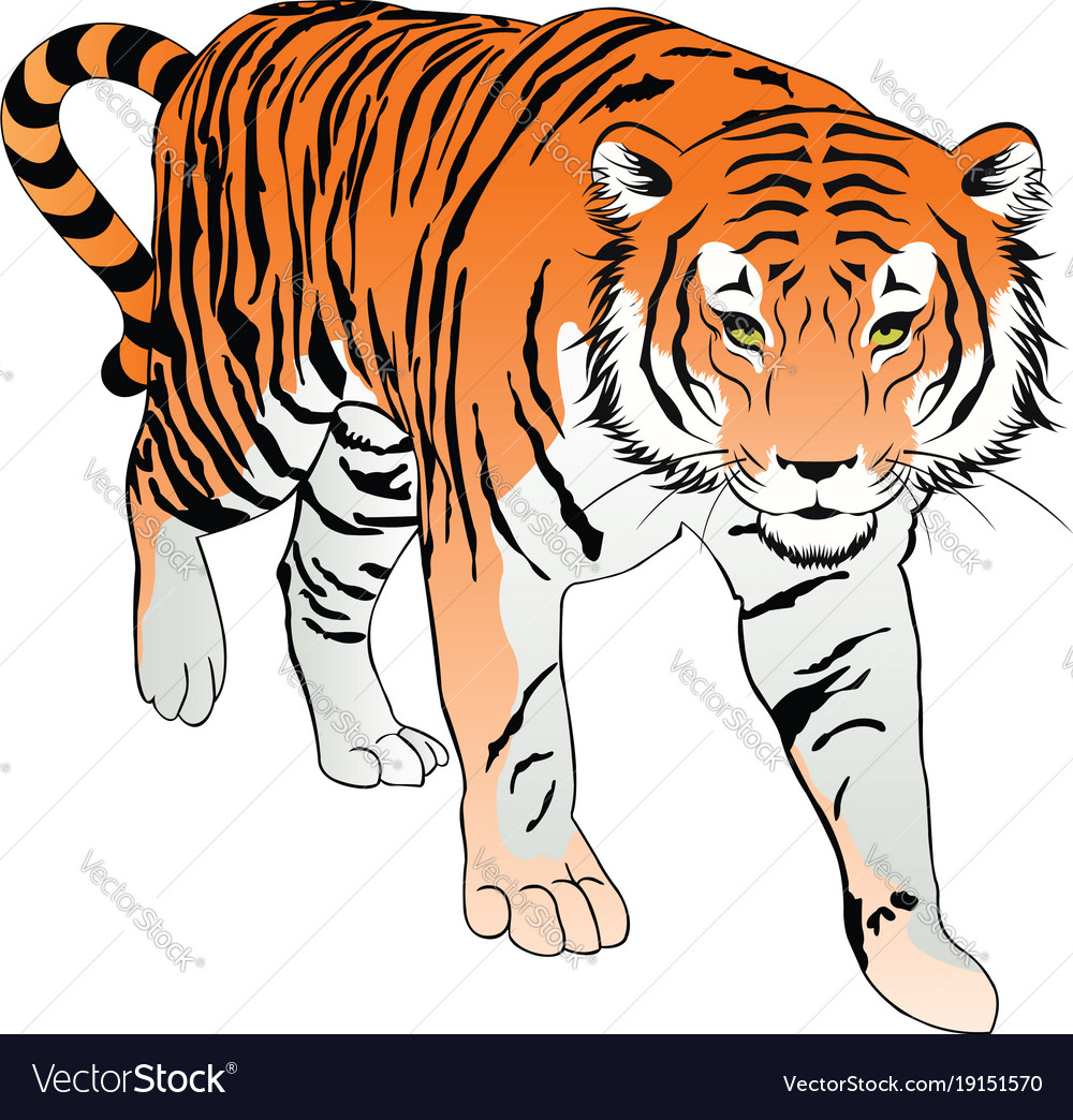 Tiger animal print Royalty Free Vector Image - VectorStock