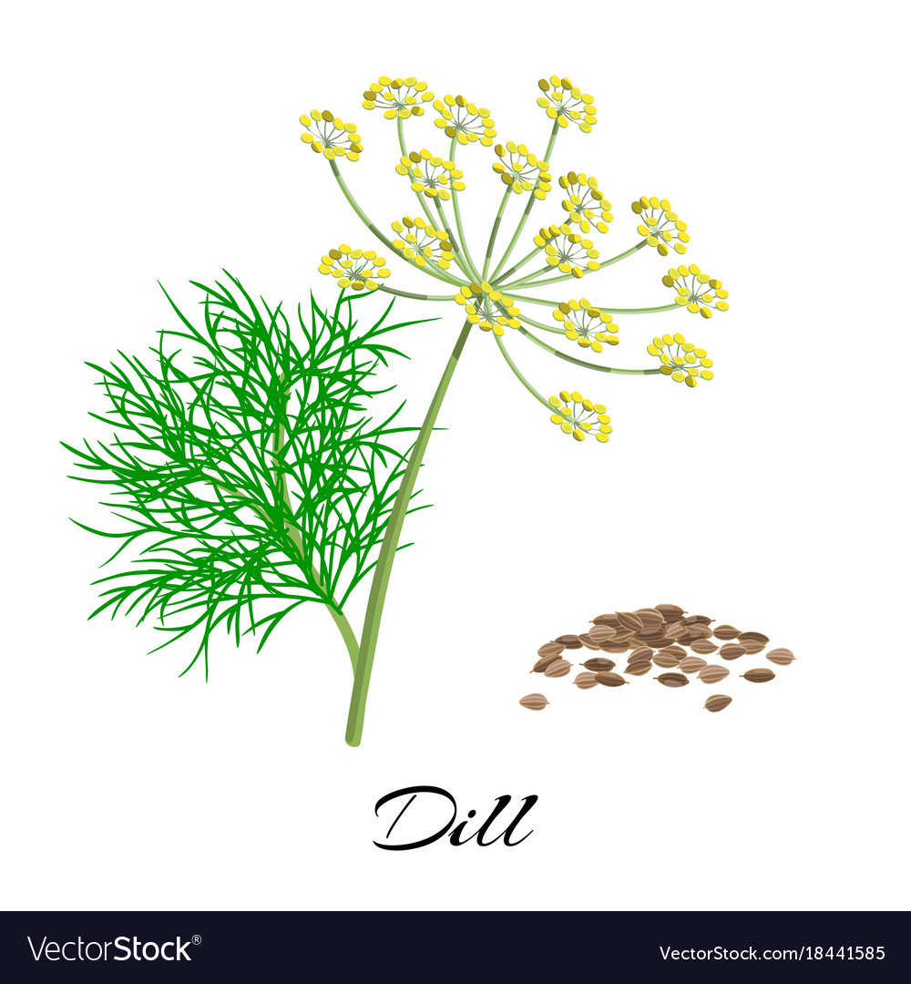 Fresh dill isolated on white background