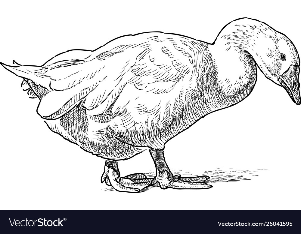 White Domestic Goose Royalty Free Vector Image