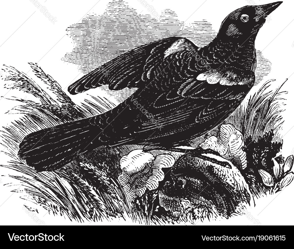 Red winged blackbird vintage Royalty Free Vector Image