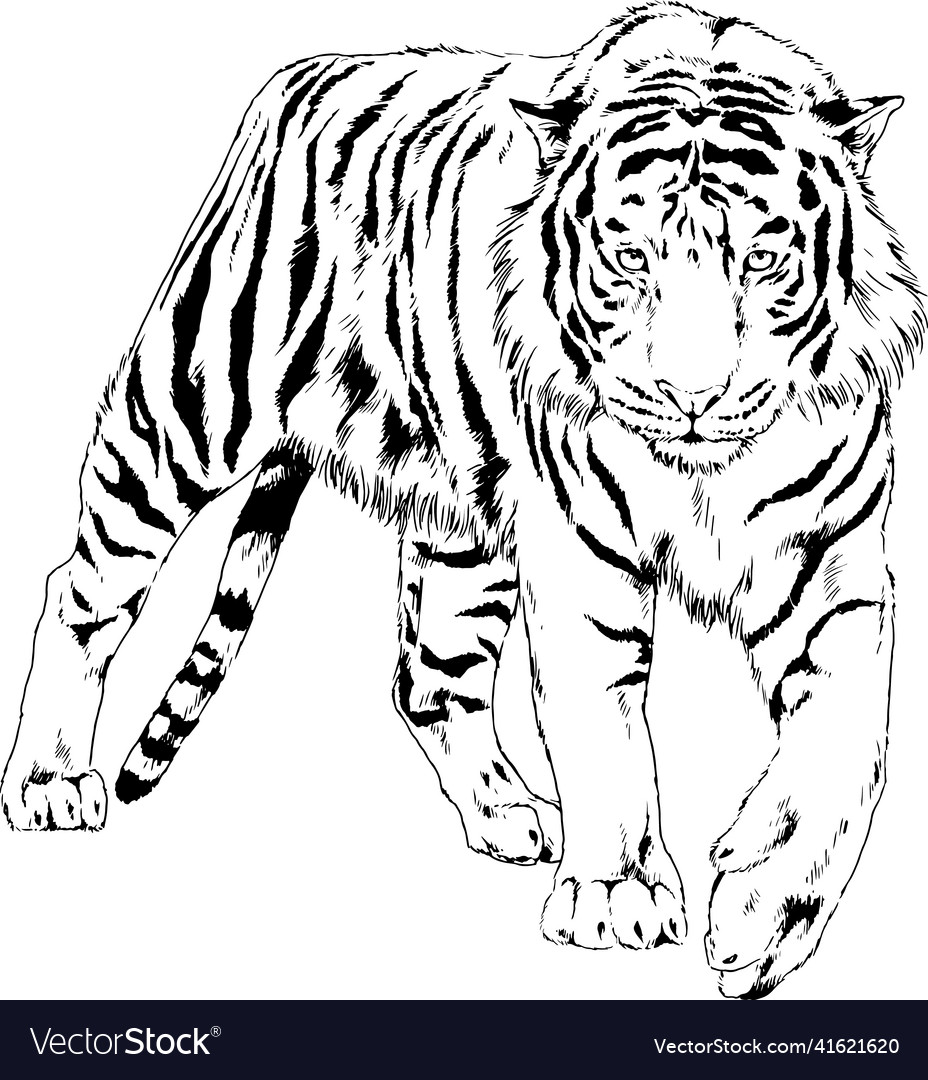 Tiger drawn with ink from the hands Royalty Free Vector