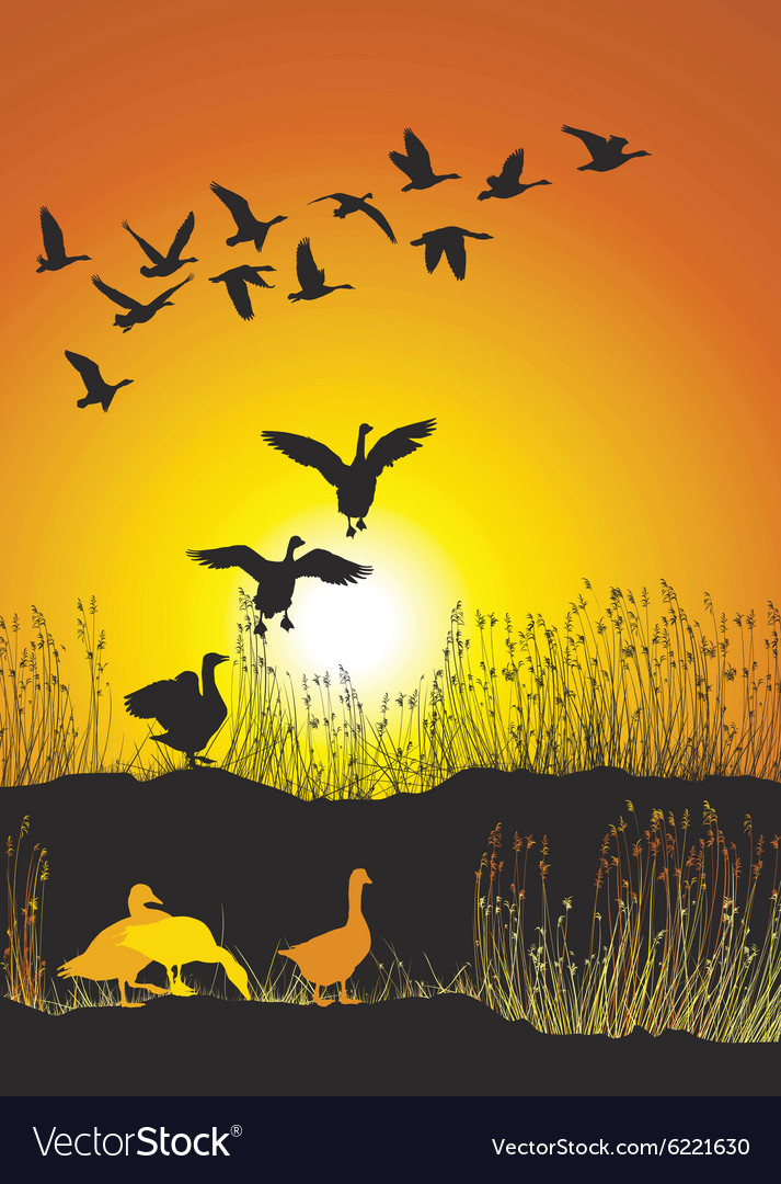 Migrating geese at sunse Royalty Free Vector Image