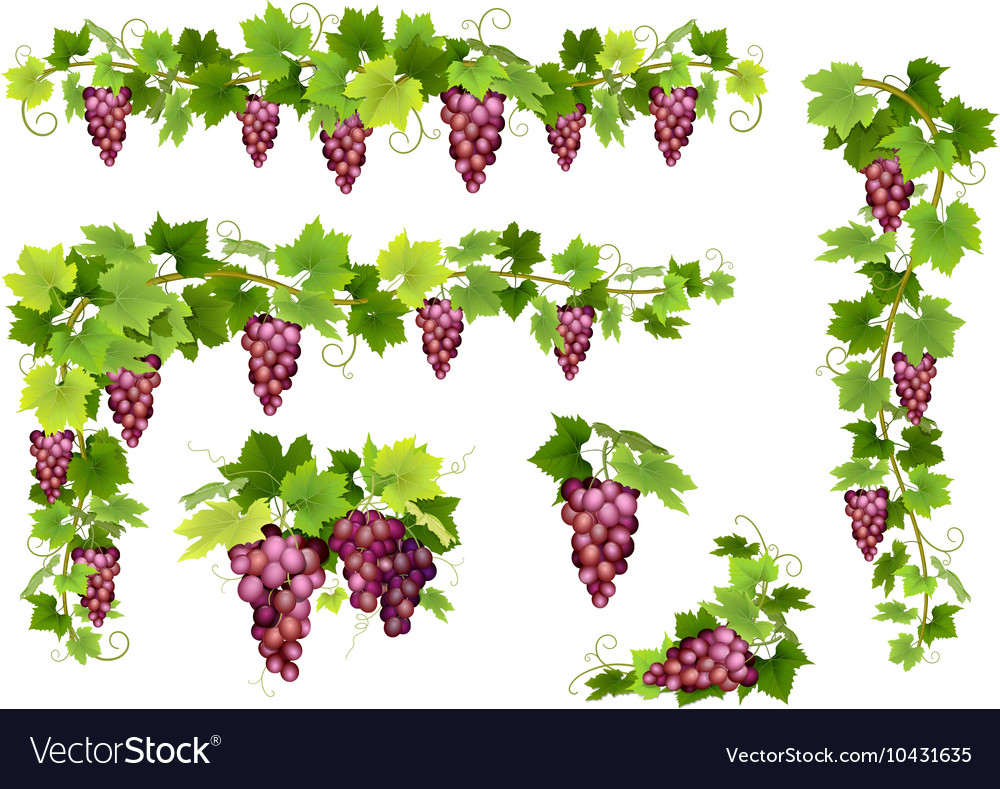 Set of bunches red grapes Royalty Free Vector Image