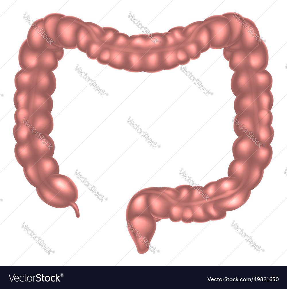 Large intestine Royalty Free Vector Image - VectorStock