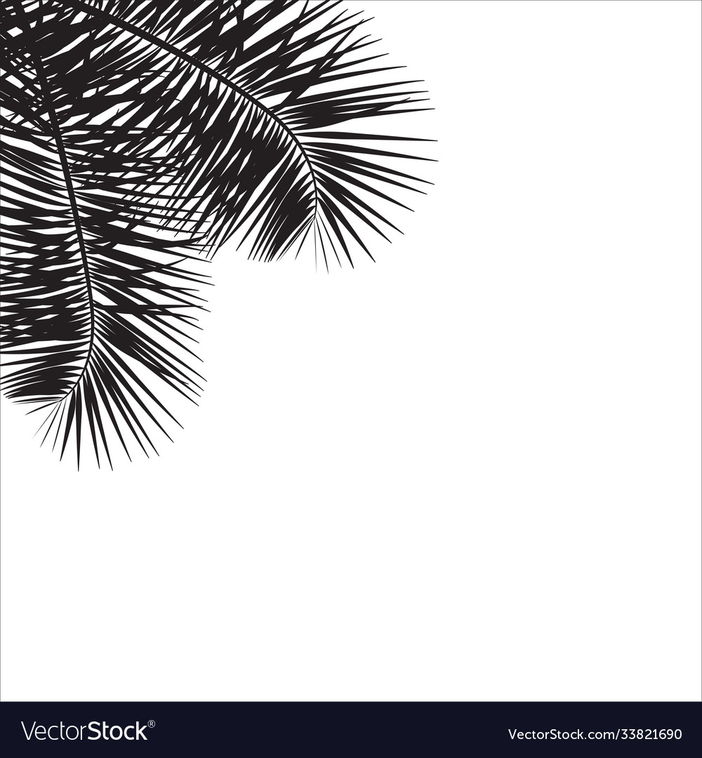 Beautiful palm tree leaf silhouette background Vector Image