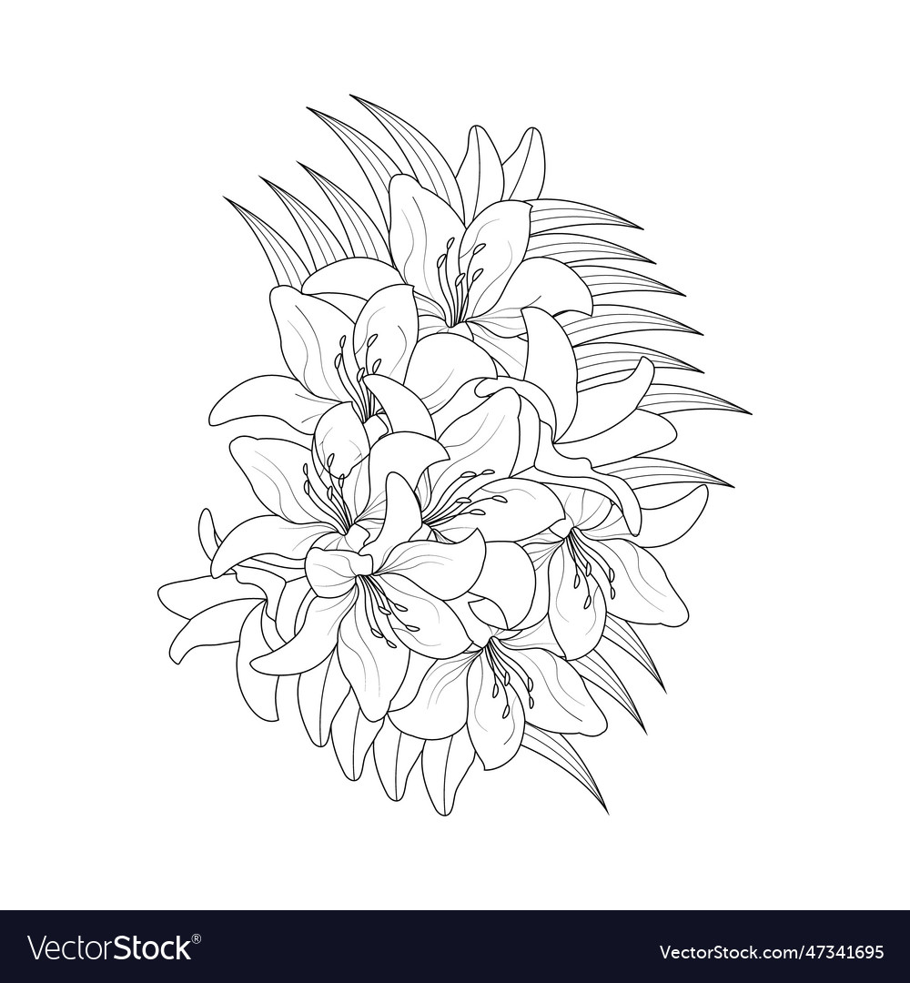Lily outline flower Royalty Free Vector Image - VectorStock