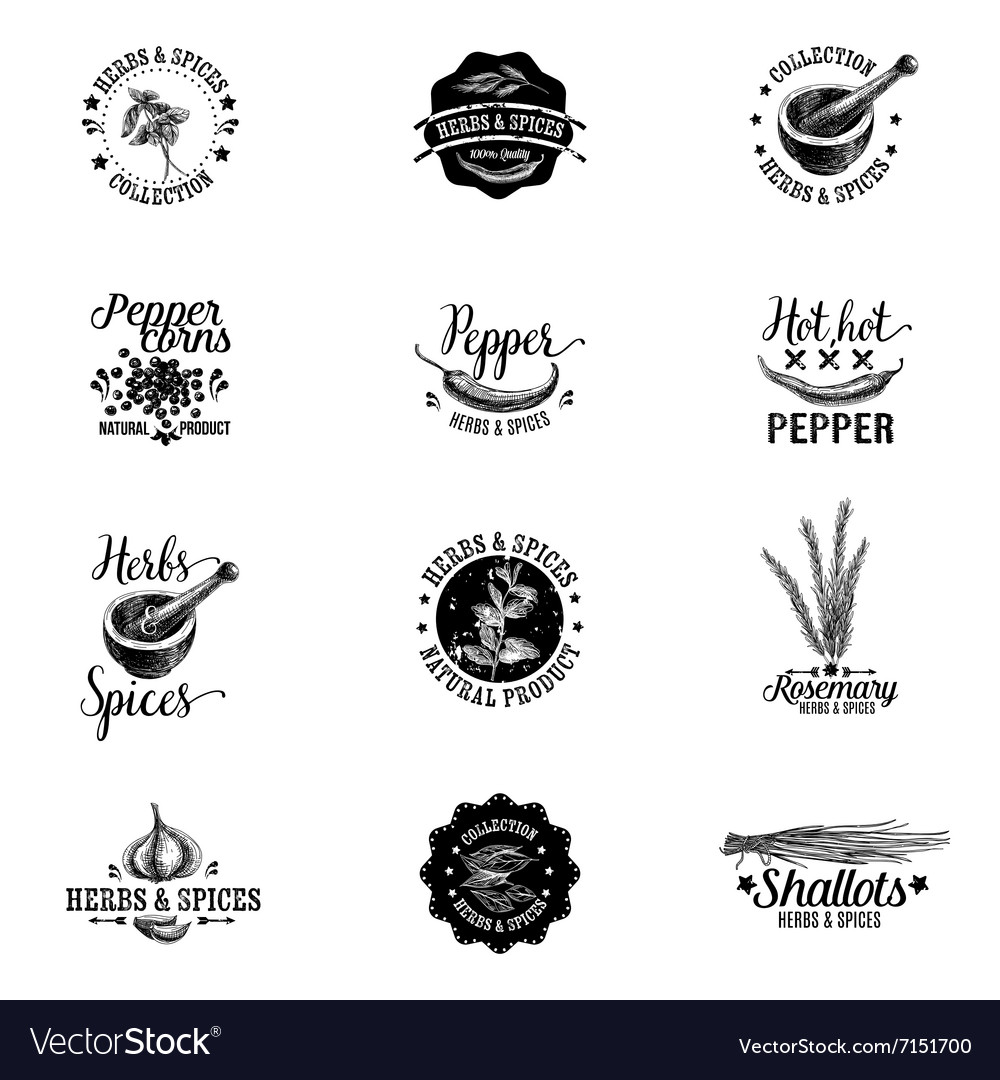 set of herbs and spices labels badges and vector image labels for spices
