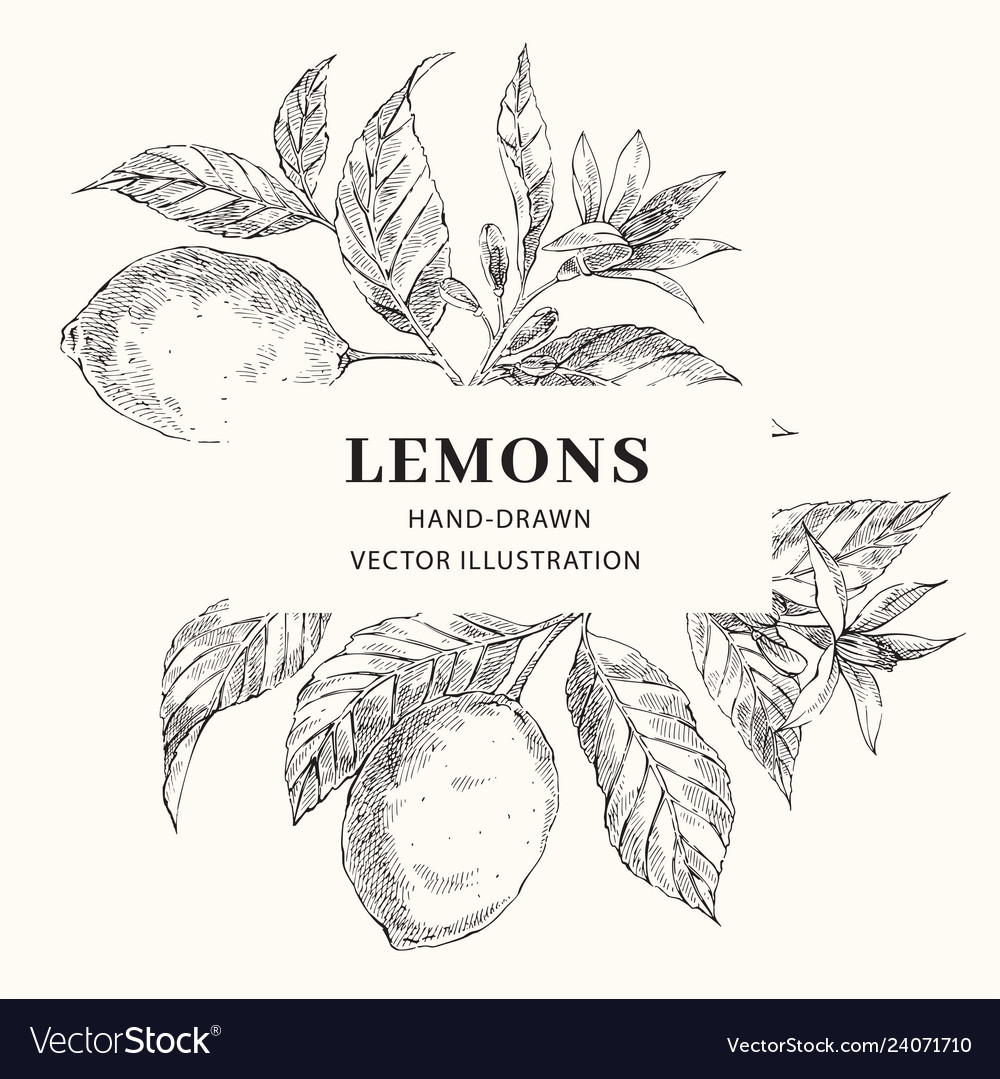 Lemon Hand Drawn Frame Layout Royalty Free Vector Image