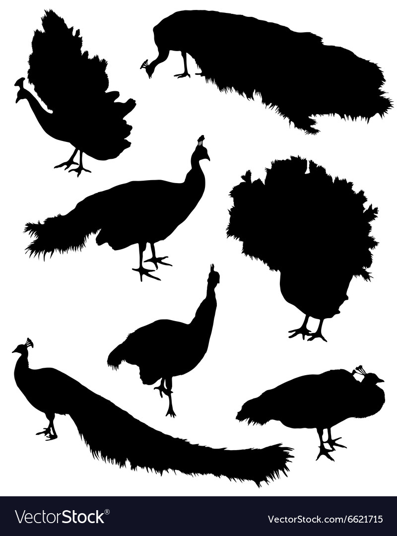 Collection Of Silhouettes Peacocks Royalty Free Vector Image 2229