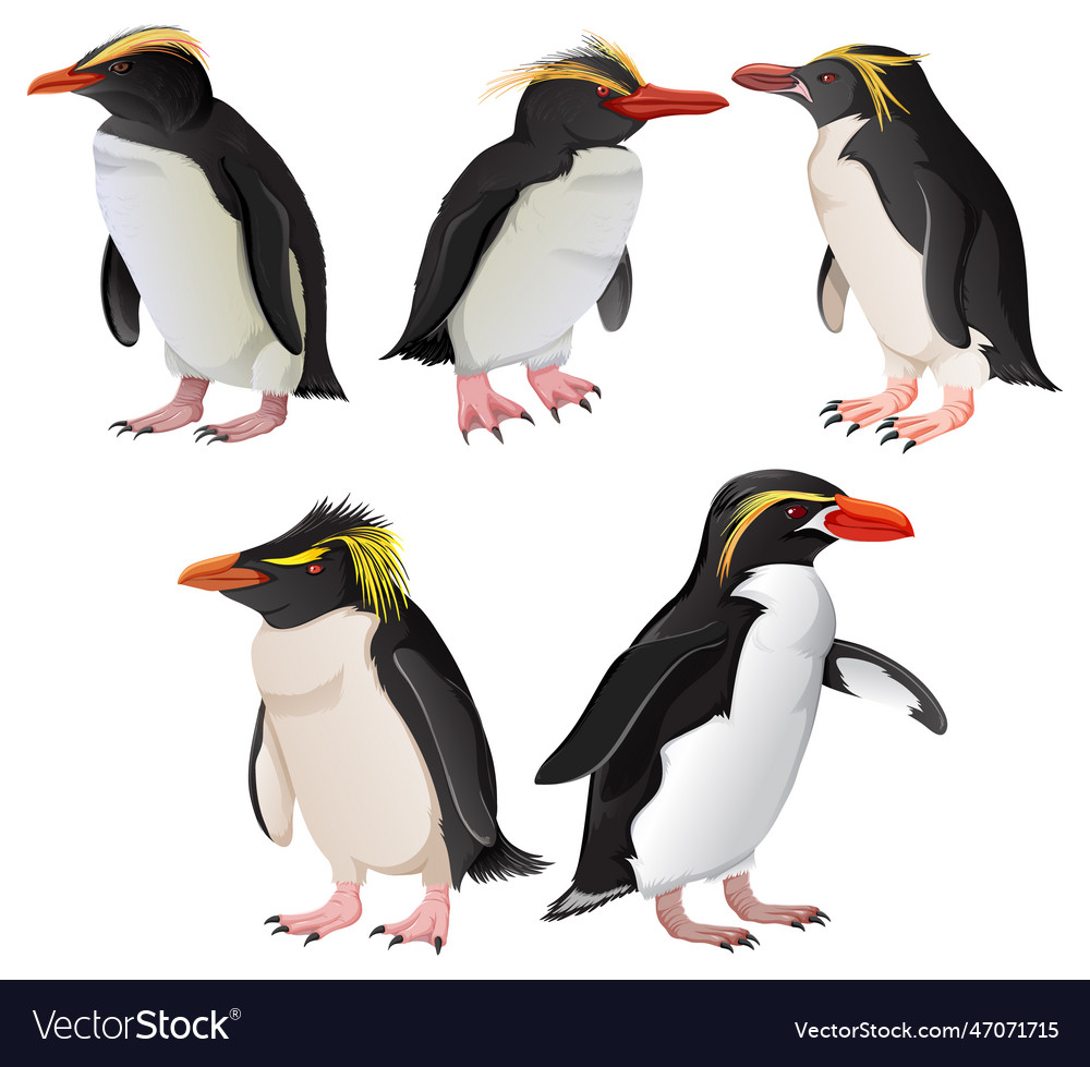 Macaroni Penguin Coloring Page