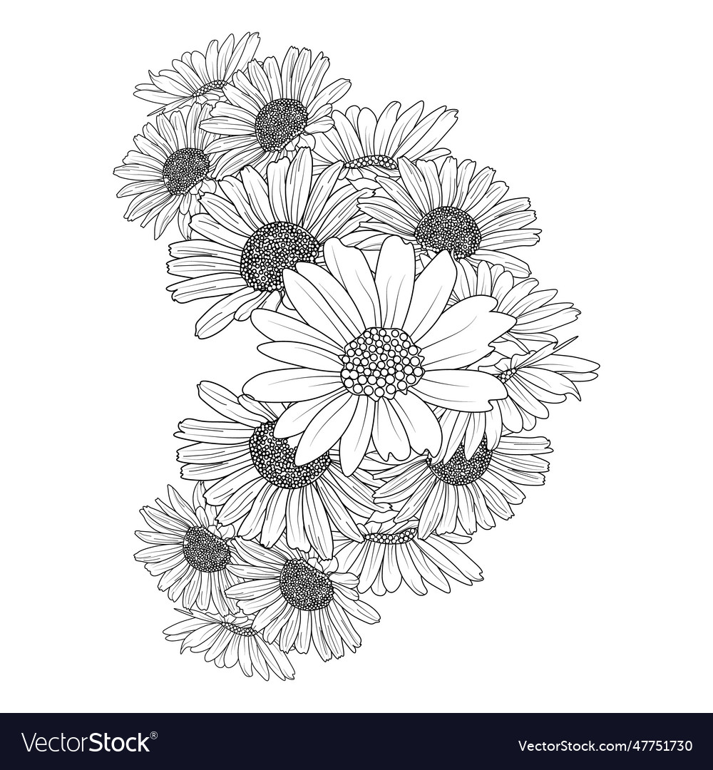 Daisy flower branch line art daisy drawing Vector Image