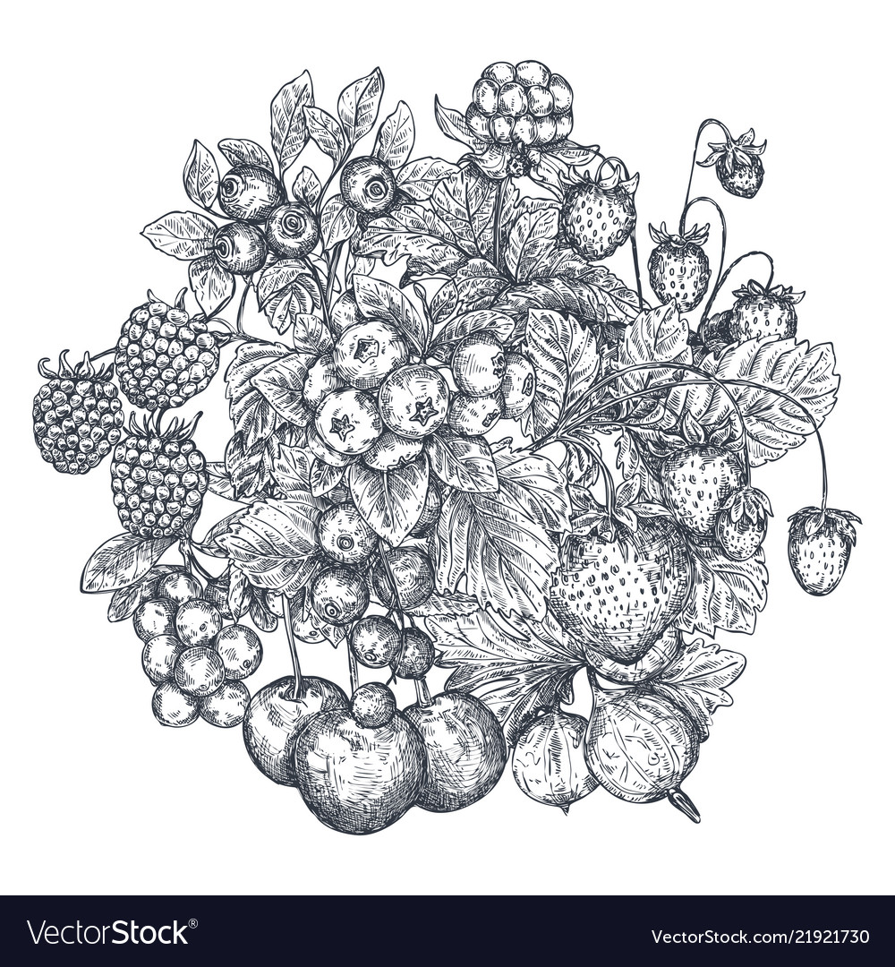 Hand drawn berries Royalty Free Vector Image VectorStock