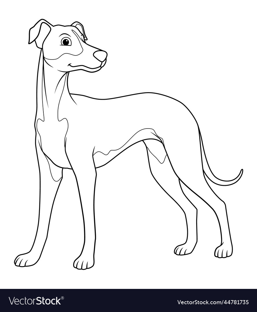 Greyhound dog cartoon animal bw Royalty Free Vector Image Greyhound dog cartoon animal bw Royalty Free Vector Image