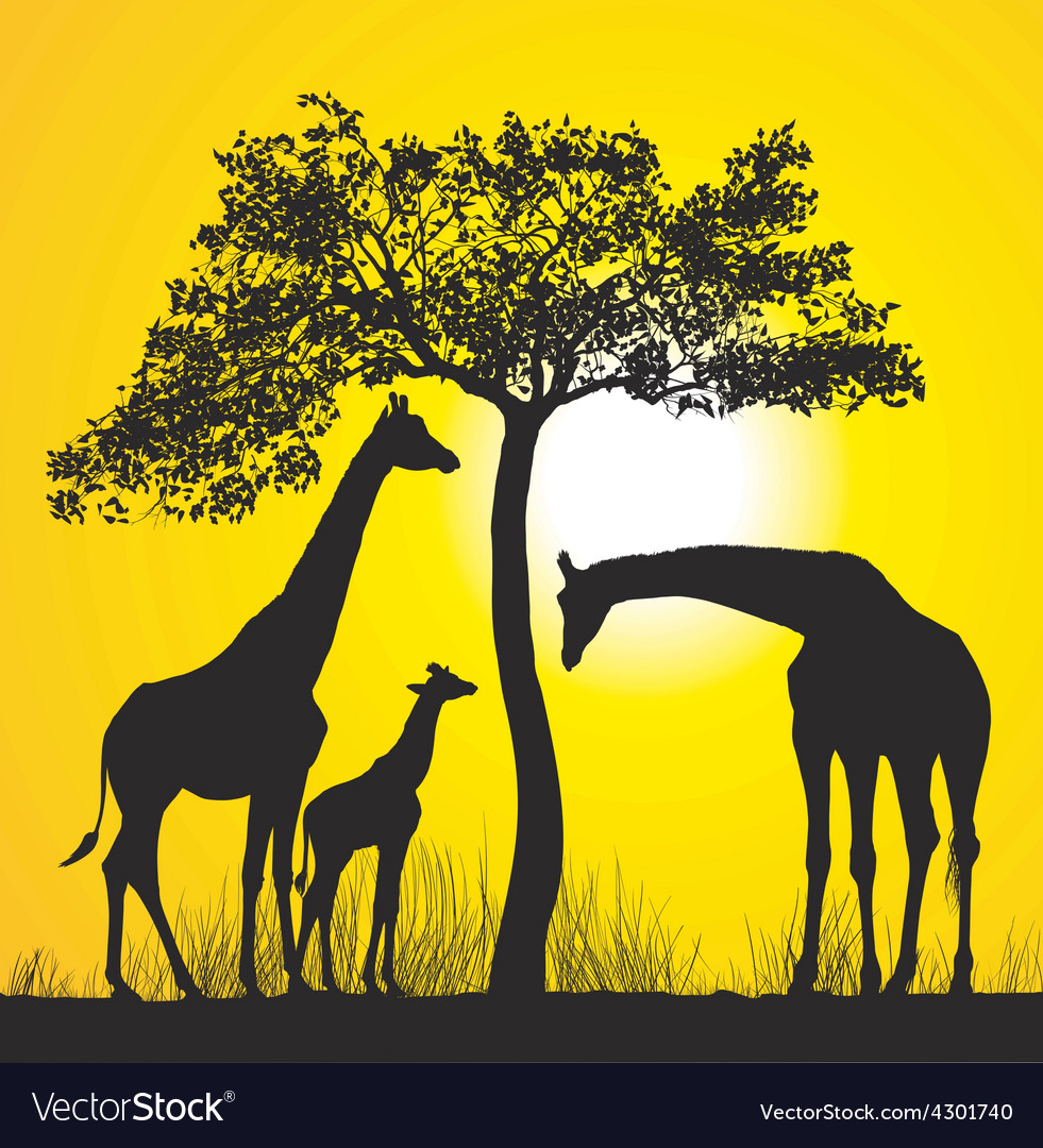 Download Giraffes on the African savannah Royalty Free Vector Image