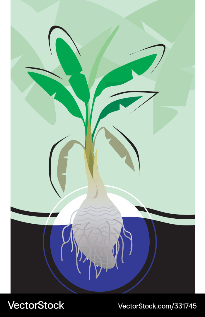Banana tree Royalty Free Vector Image - VectorStock