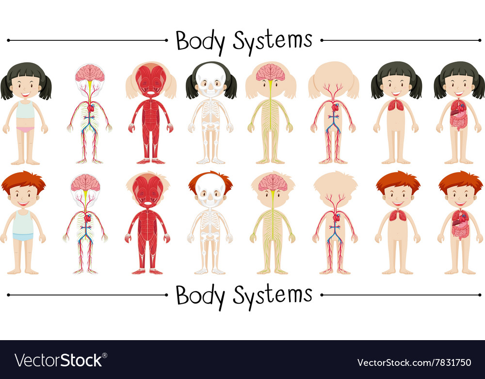 Body System Of Boy And Girl Royalty Free Vector Image body-system-of-boy-and-girl-royalty-free-vector-image