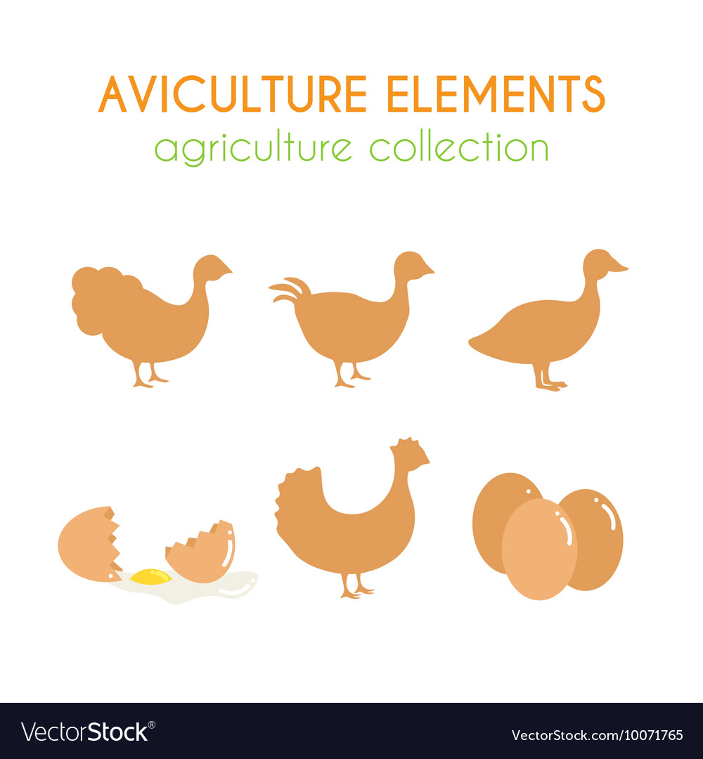 Aviculture set poultry industry