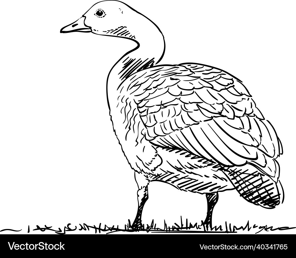 Goose Royalty Free Vector Image - VectorStock