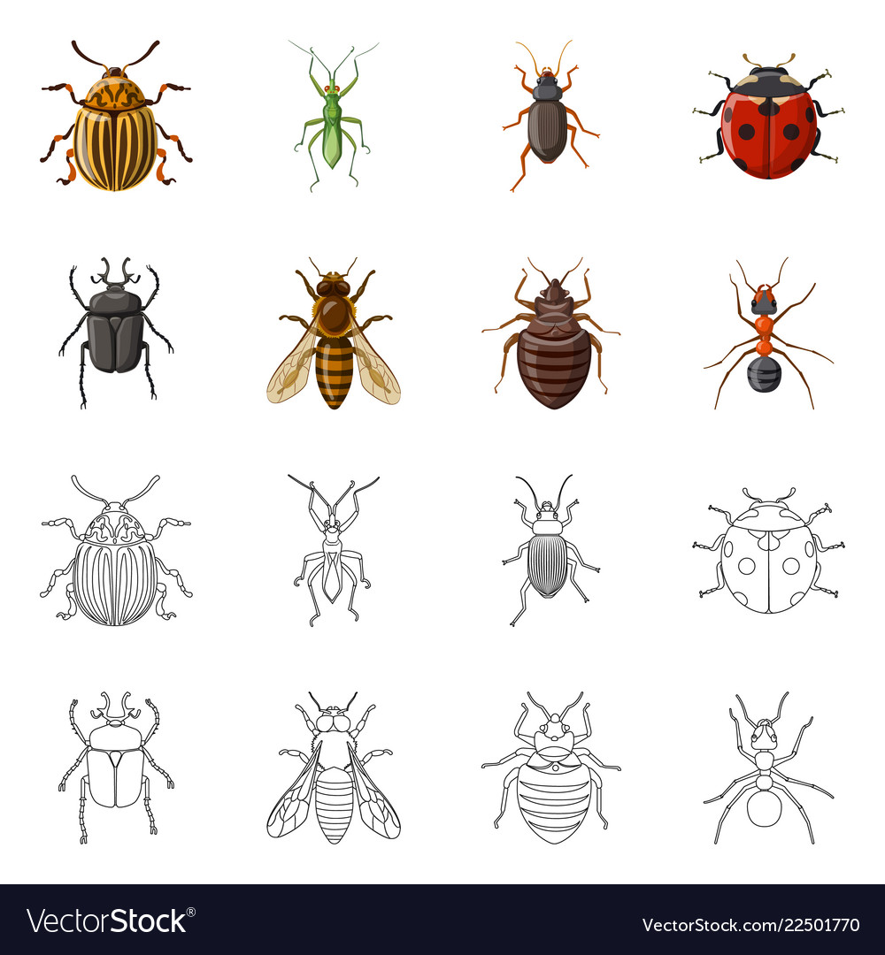 Insect and fly logo set Royalty Free Vector Image