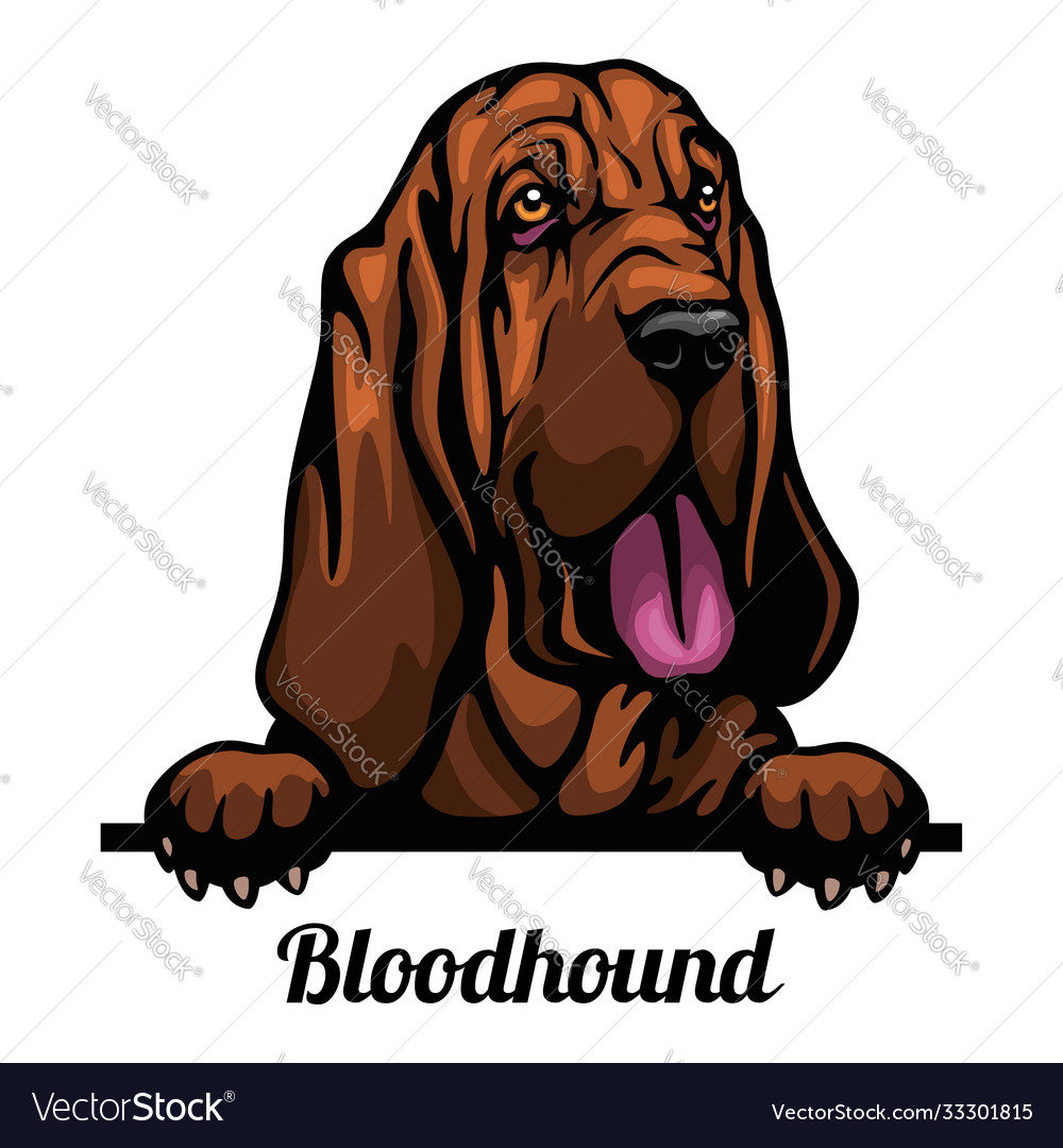 Bloodhound - color peeking dogs - breed face head Vector Image