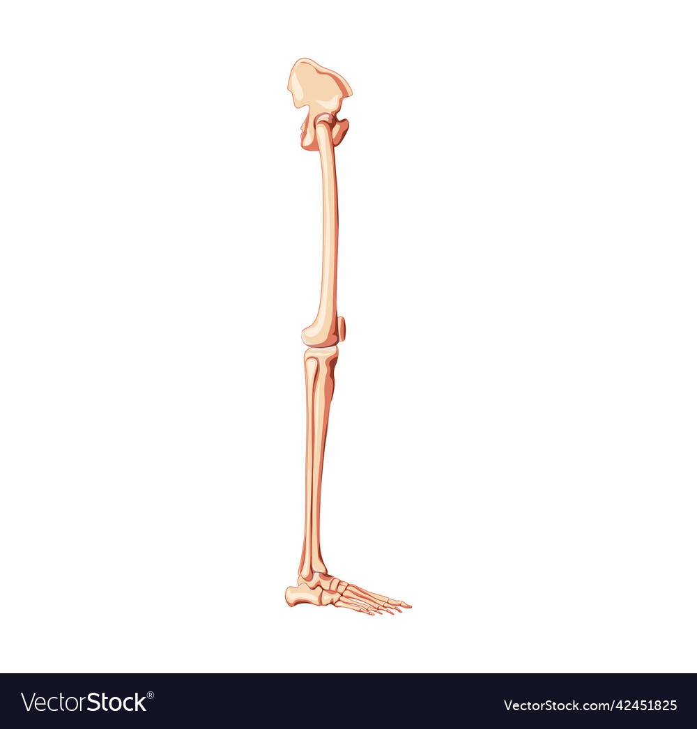 Human pelvis with legs skeleton side view with hip