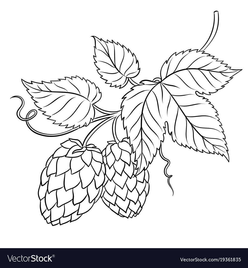 Branch of hops coloring book Royalty Free Vector Image