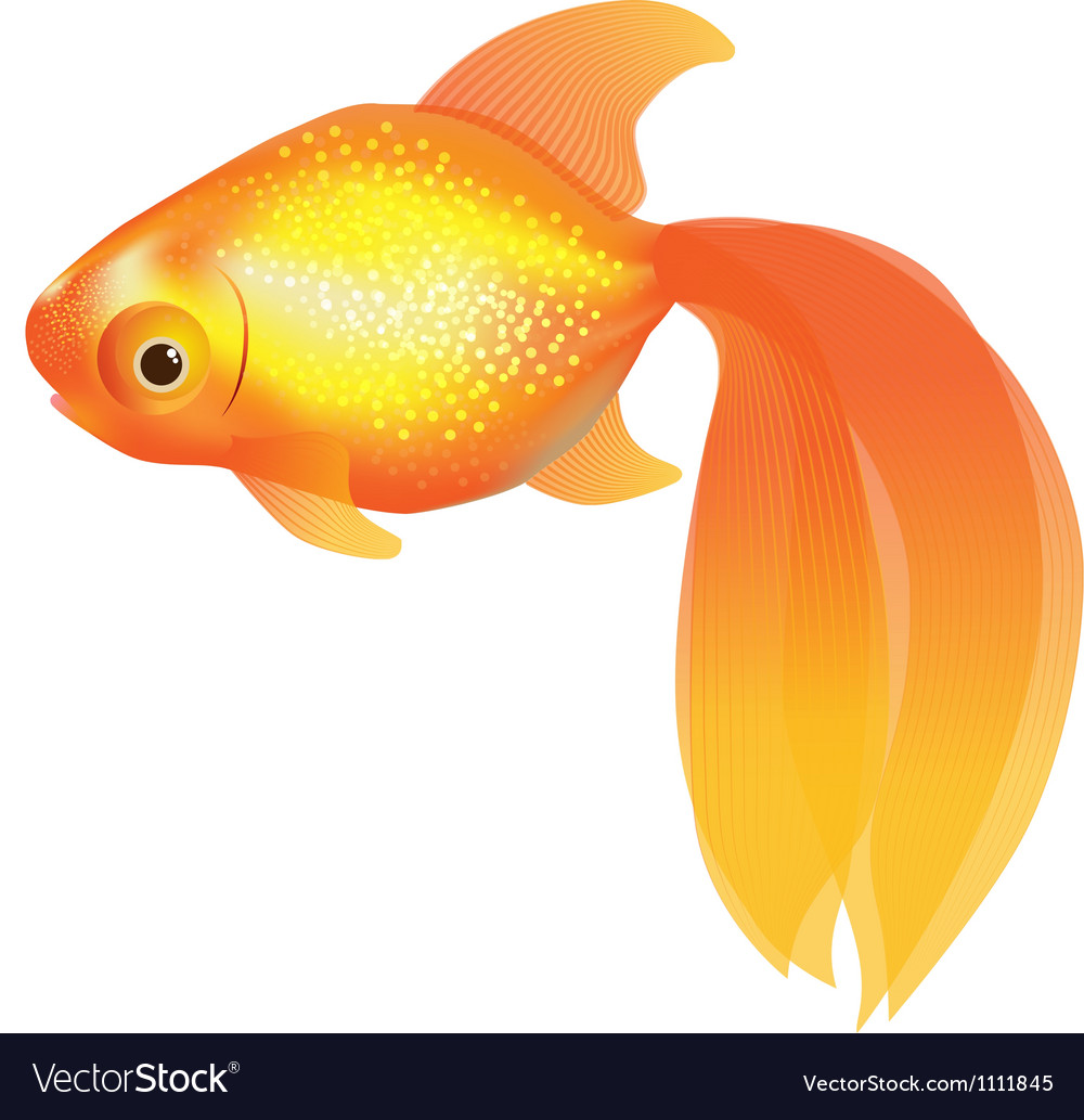 Goldfish Royalty Free Vector Image Vectorstock Goldfish Royalty Free Vector Image Vectorstock