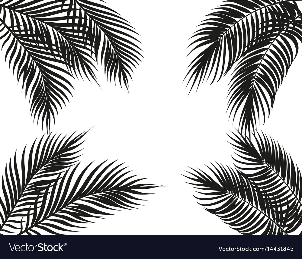 Tropical black and white palm leaves on four sides