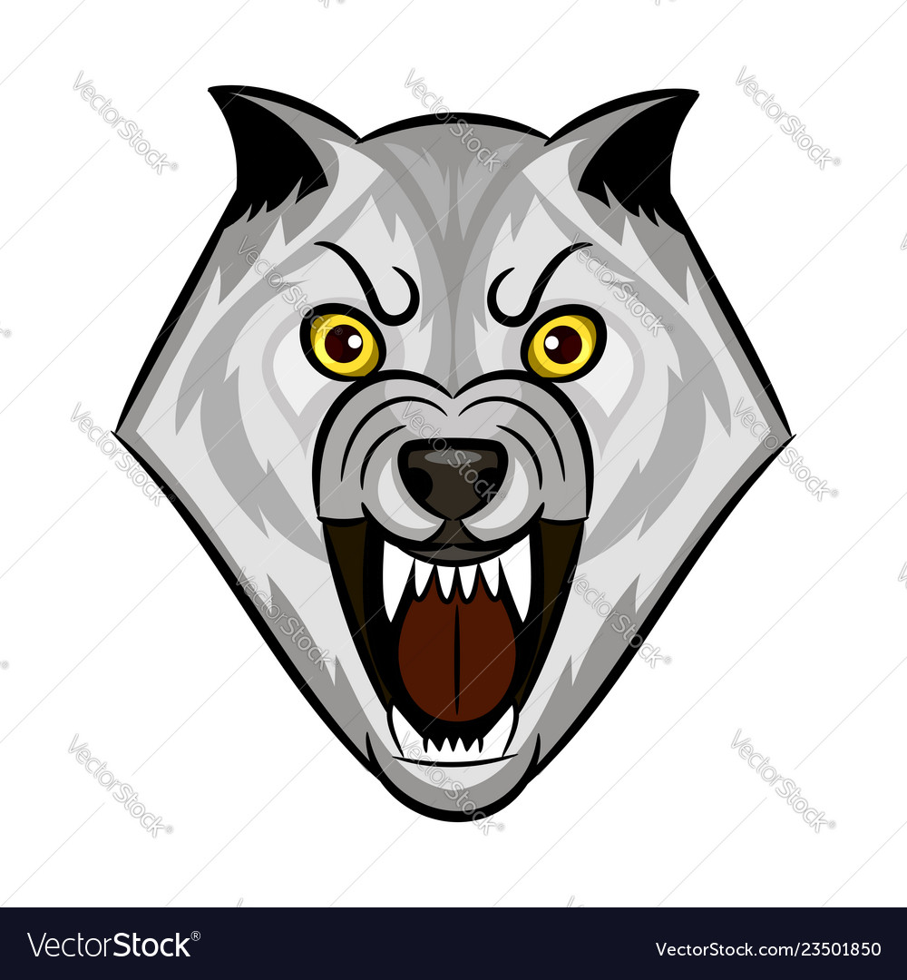 Portrait of a furious gray wolf. Angry wolf roaring isolated on