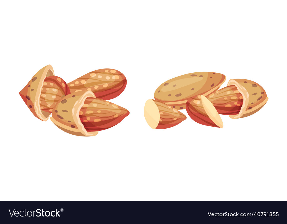 Almond kernels in nutshell set healthy organic Vector Image