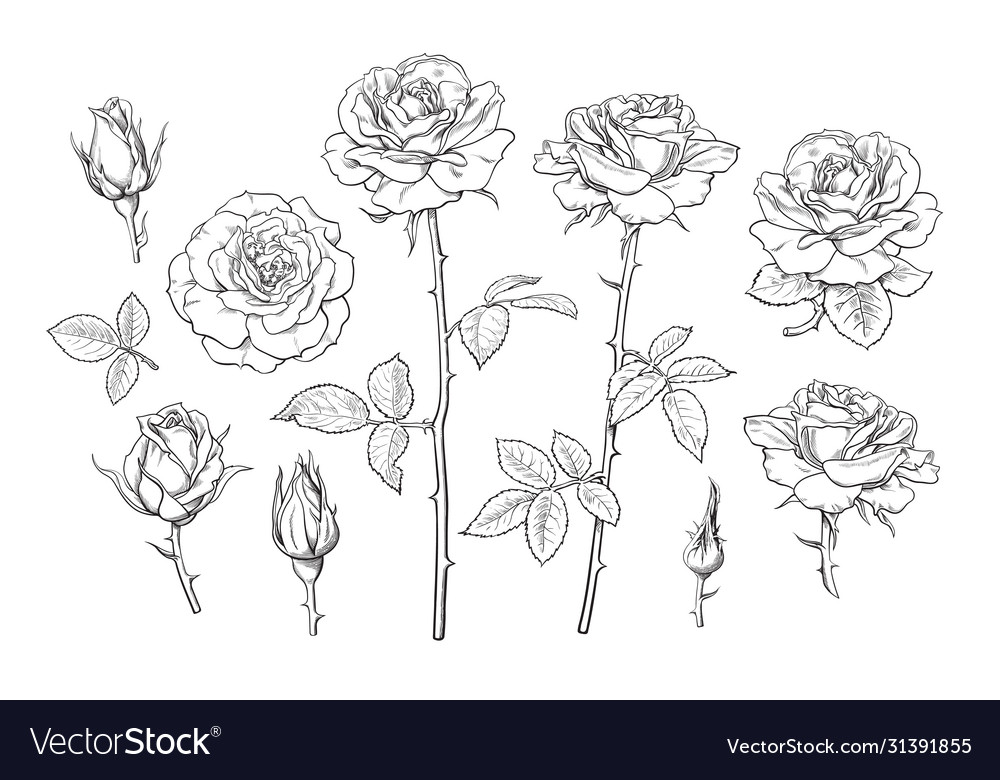 Big set rose flowers buds leaves and stems Vector Image