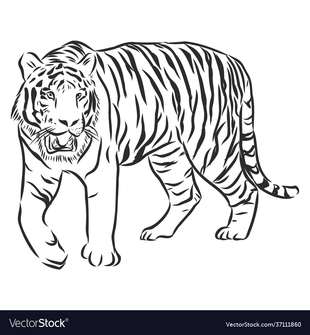 Hand drawn sketch stalking tiger in black