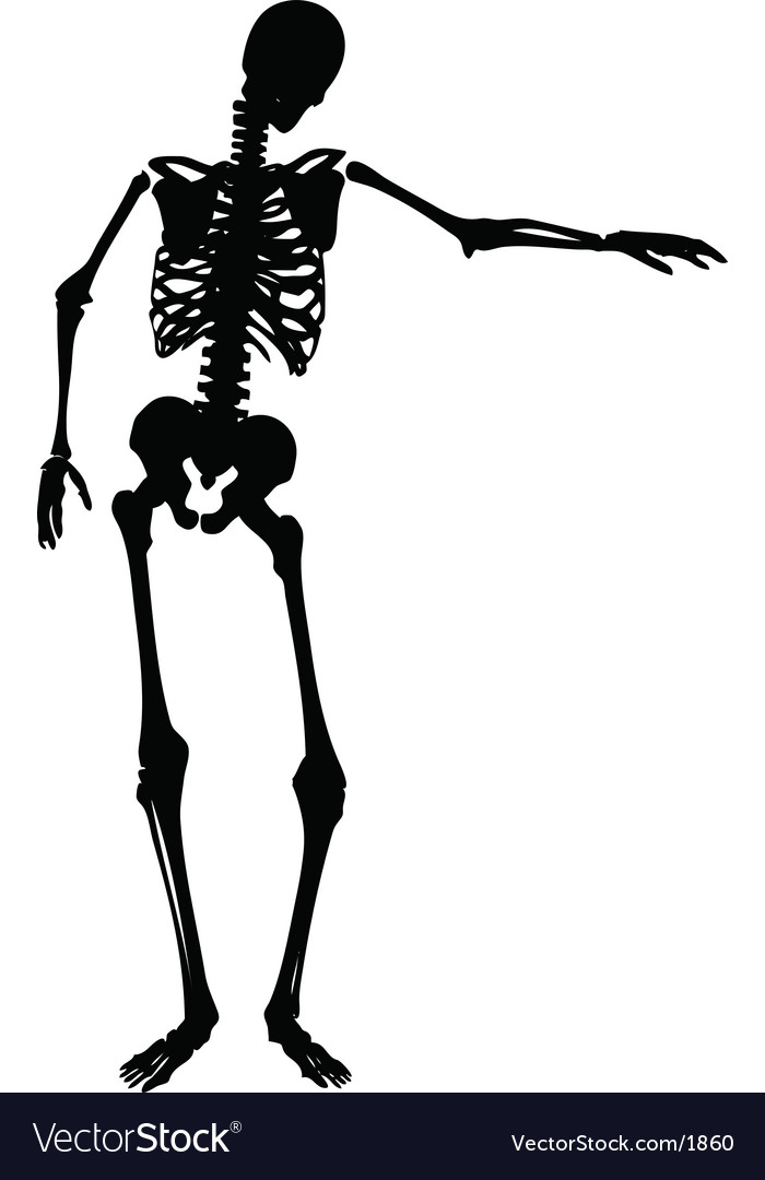 Skeleton Royalty Free Vector Image - VectorStock