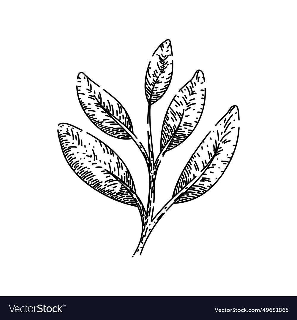 Herb sage sketch hand drawn Royalty Free Vector Image