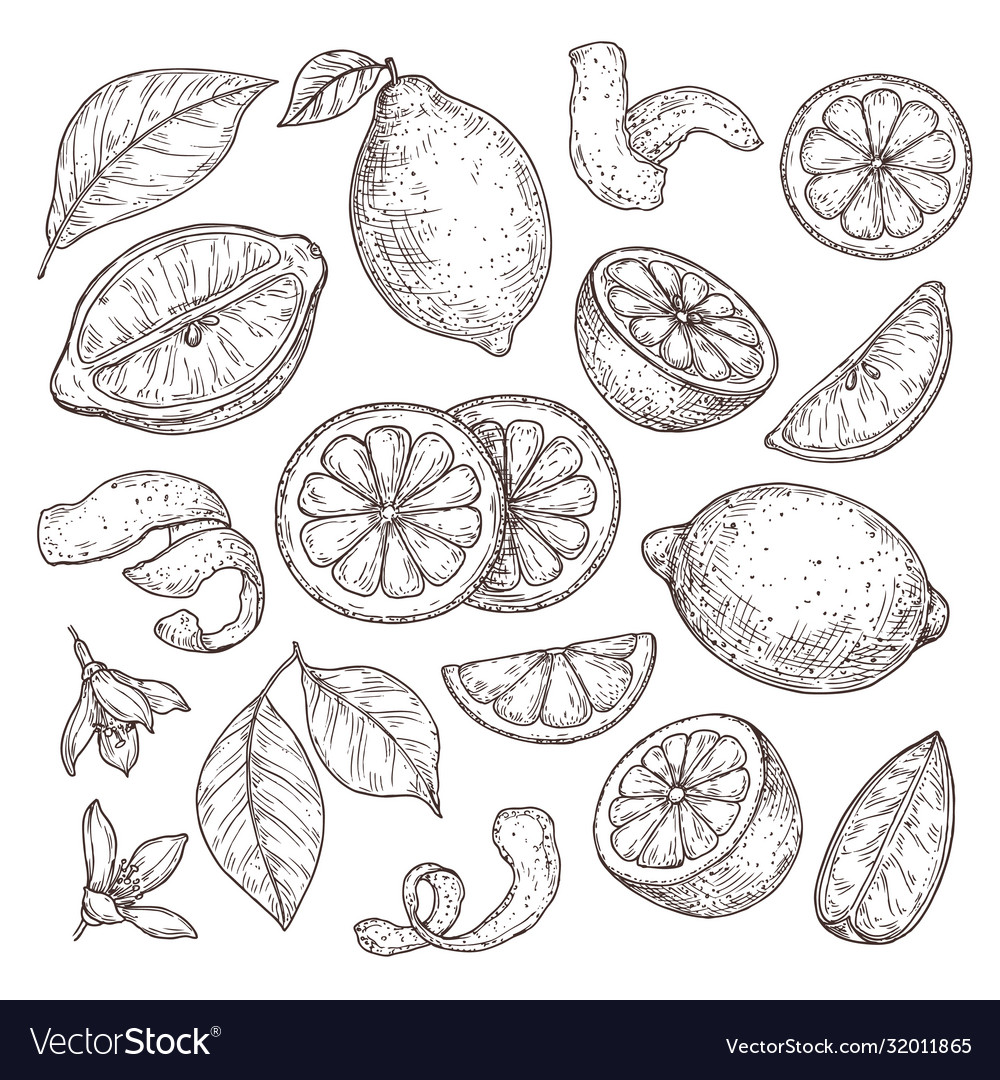 Premium Vector  Lime line icon in vector citrus fruit illustration