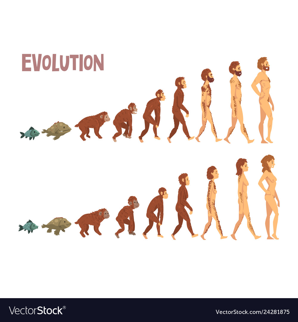 Biology Human Evolution Stages Evolutionary Vector Image