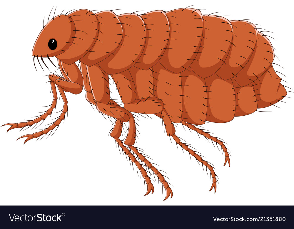 Cartoon flea isolated on white background Vector Image